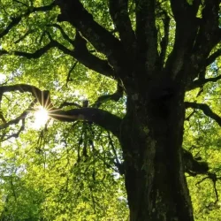 Les technologies numériques consomment 4% de l&rsquo;électricité